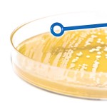Asa de Inoculación 10 uL Asa de Inoculación 10 uL