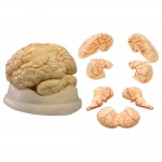 Cerebro Humano Sintético de 8 Partes Cerebro Humano Sintético de 8 Partes