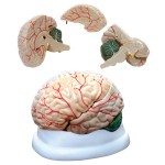 Cerebro Humano Sintético 3 partes Cerebro Humano Sintético 3 partes